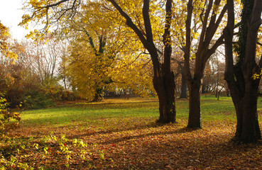 Autumn park