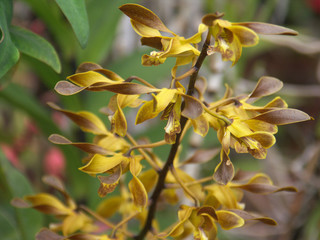 tige d'orchidée chocolat