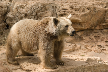Brown Syrian Bear (Ursus arctos syrianus)