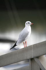 Obraz premium MOUETTE - 13moPx