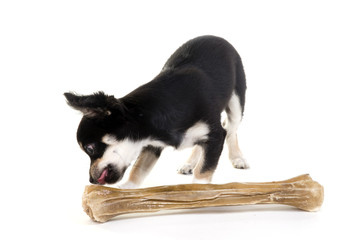 Little Chihuahua with big bone in the studio