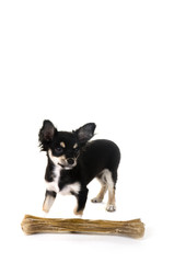 Little Chihuahua with big bone