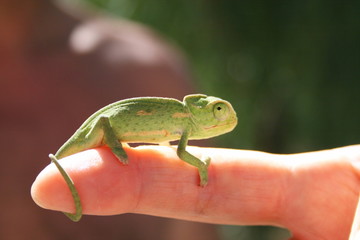 Chameleon