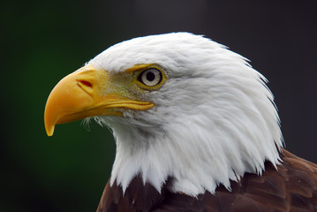 American Bald Eagle
