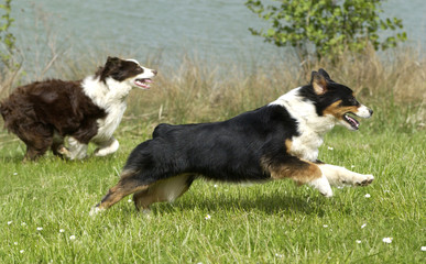 course de bergers australien