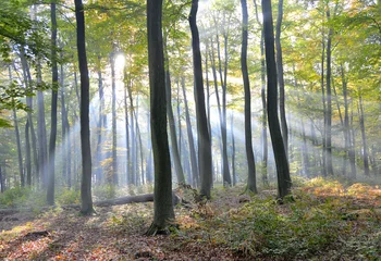  rayons lumineux en forêt © danimages