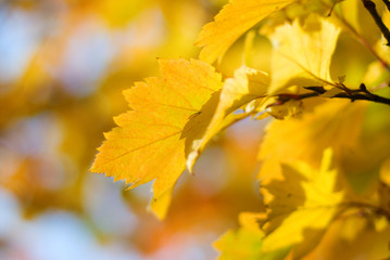 colorful autumn leafes macro closeup shallow DOF
