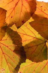 Colorful background of autumn leaves