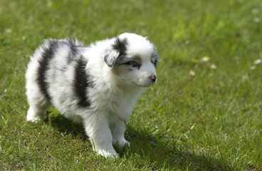 chiot berger australien immobile