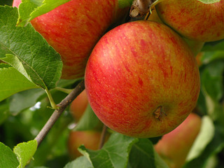 Red Ripe Apples in the Orchard