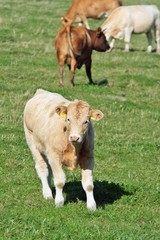 young cows on the meadow