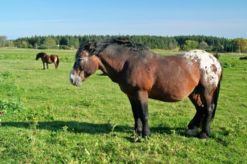 Horse grazing on a meadow