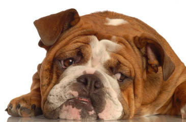 red brindle english bulldog isolated on white background..