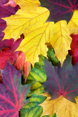 Autumn leafs background