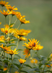 Yellow field flowers