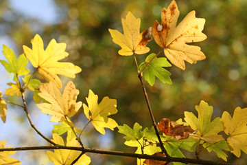 Herbstblätterimpression