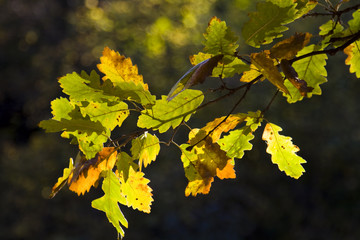 Autumn leaves