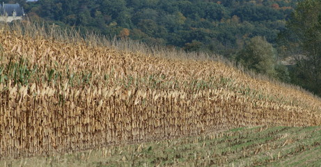 perspective de ma&iuml;s