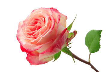 Rose isolated on a white background