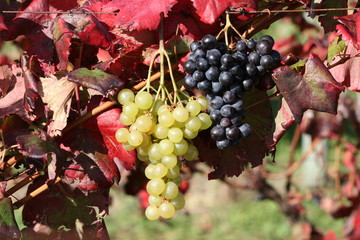 vin, rouge, raisin, alcool, vigne,grappe,rouge,blanc,
