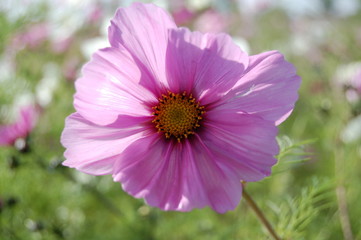 Obraz premium romance