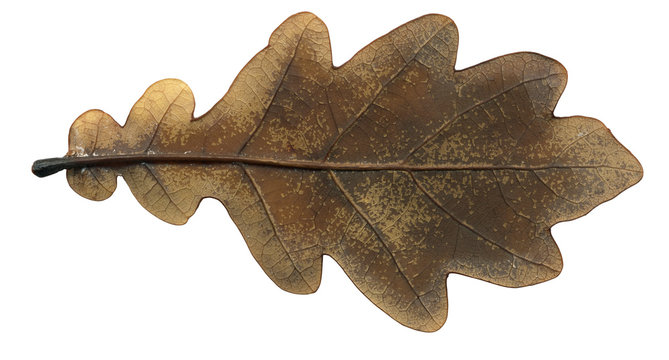 Brown autumn oak leaf isolated on a white background
