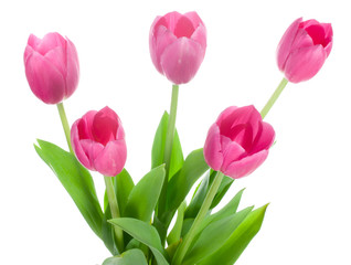 close-up five pink tulips, isolated on white
