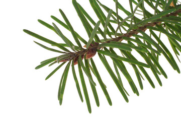 branch of the spruce