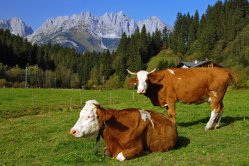 Fototapeta na wymiar Krowy TTwo w austriackich Alpach