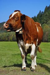 Brown cow standing