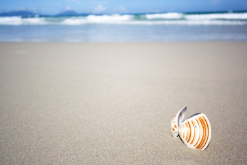 Seashell on the tropical beach.