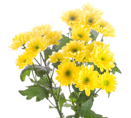 yellow chrysanthemum bouquet, isolated on white