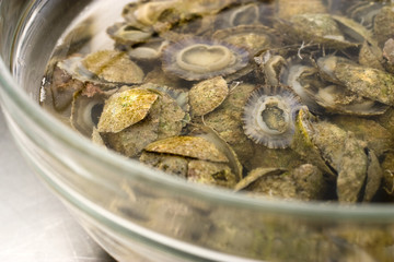 Patelle Photos Royalty Free Images Graphics Vectors Videos Adobe Stock