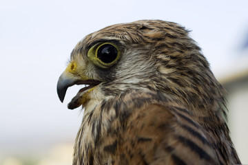 falco