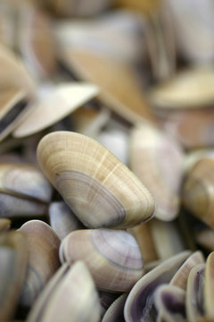 vongola di mare