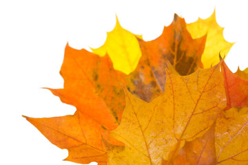 Fototapeta na wymiar composition of autumn leaves on white background