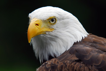 American Bald Eagle