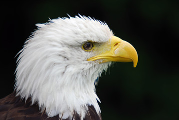 American Bald Eagle