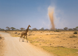 giraffe and sandstorm in amboseli national park, kenya