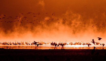 Fototapeta na wymiar stada flamingów w wschodzie słońca, Lake Nakuru, Kenia