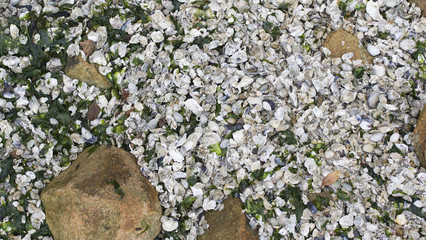 Muscheln © Angelika Bentin