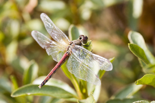 Libelle