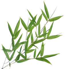 Branch of bamboo-leaves isolated on a white background.