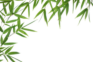 Fototapeta na wymiar border bamboo-leaves isolated on a white background.