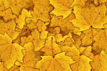background from autumn leafs closeup