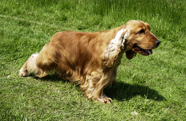 cocker spaniel golden en position tendue