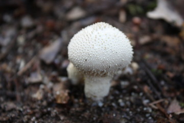 puffballs