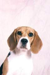 portrait du jeune Beagle interrogatif