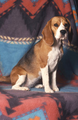 Fototapeta premium Beagle assis confortablement sur une couverture