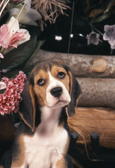 Beagle assis s'il vous plait !